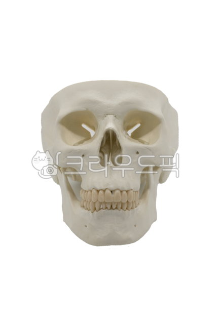 할로윈,할로윈데이,할로윈축제,호러,해골,skull,무서움,공포,horror,축제,removebackground,행사,이벤트,event,holloween,party,holloweenparty,festival,편집소스,jaw,턱