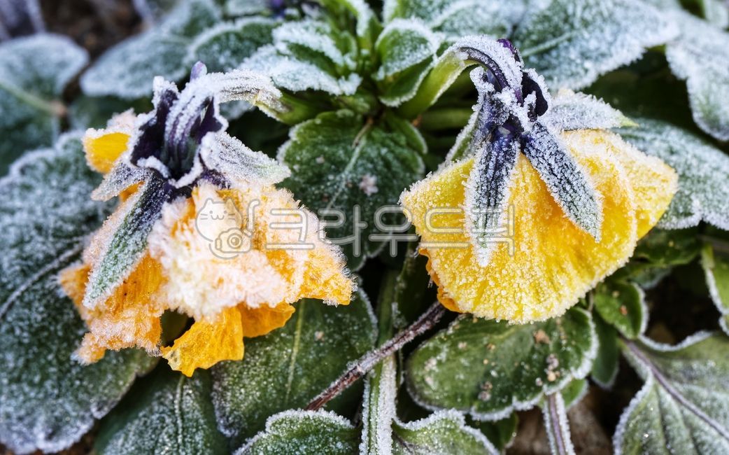 겨울,서리,날씨,팬지꽃,노란꽃,winter,frost,weather,pansy,flower,yellow