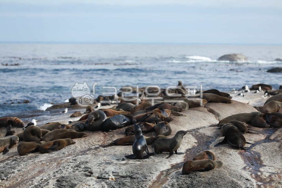 물개,남아공,seal,southafrica,자연,동물,nature,animal