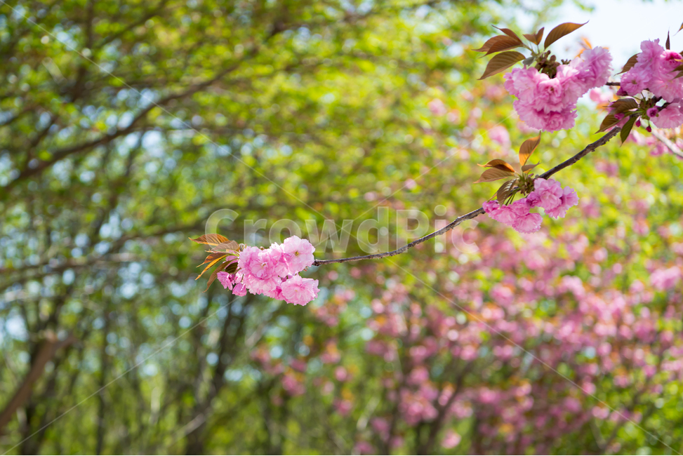 봄,자연,야외,공원,spring,nature,벚꽃,겹벚꽃,핑크,분홍색,pink,green,꽃,계절,식물,풍경,빛,season,plants,flower,감성,sensible,feeling,봄,계절,spring,season,plant,blossom