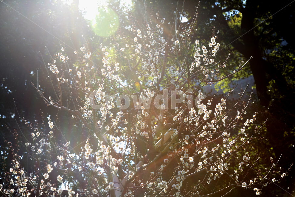봄,꽃,벚꽃,볕,햇살,역광,식물,자연,plants,nature,꽃,flower
