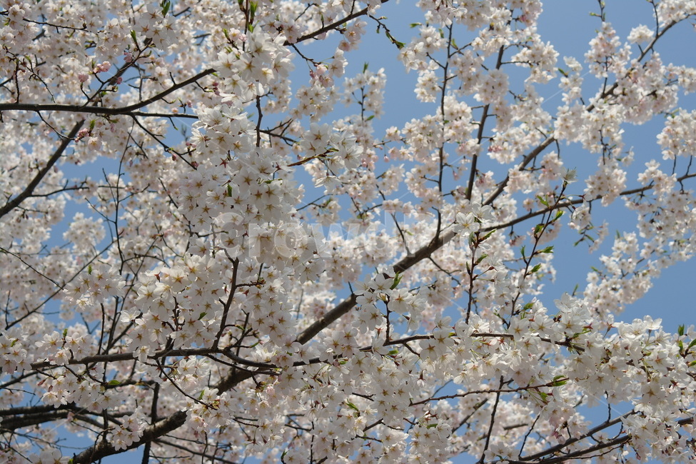 봄,자연,꽃,cherryblossoms,벚꽃