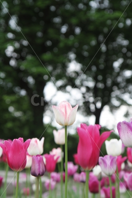 튜울립사진,꽃사진,식물사진,감성사진,튤립,식물,자연,plants,nature,꽃,flower