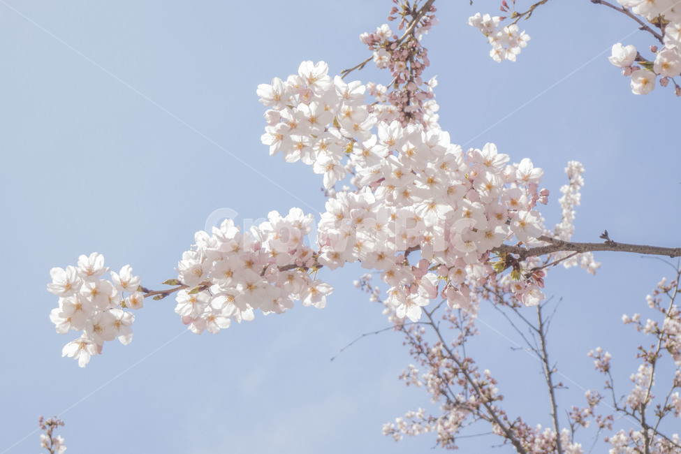 꽃,봄,봄꽃,벚꽃,벚꽃나무,꽃나무,봄,계절,spring,season,식물,자연,plants,nature,꽃,flower,plant,blossom