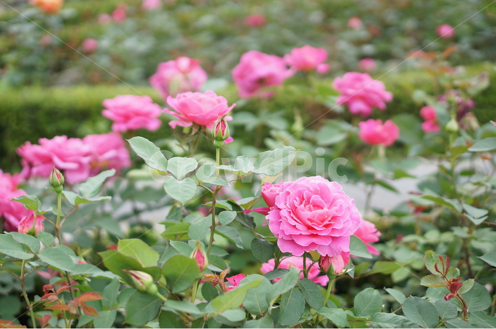장미꽃,장미,핑크,맑음,5월,풍경,중랑천,식물,자연,plants,nature,꽃,flower