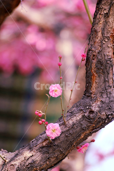plant,식물,홍매화,매화,꽃,나무,식물,자연,plants,nature,꽃,flower