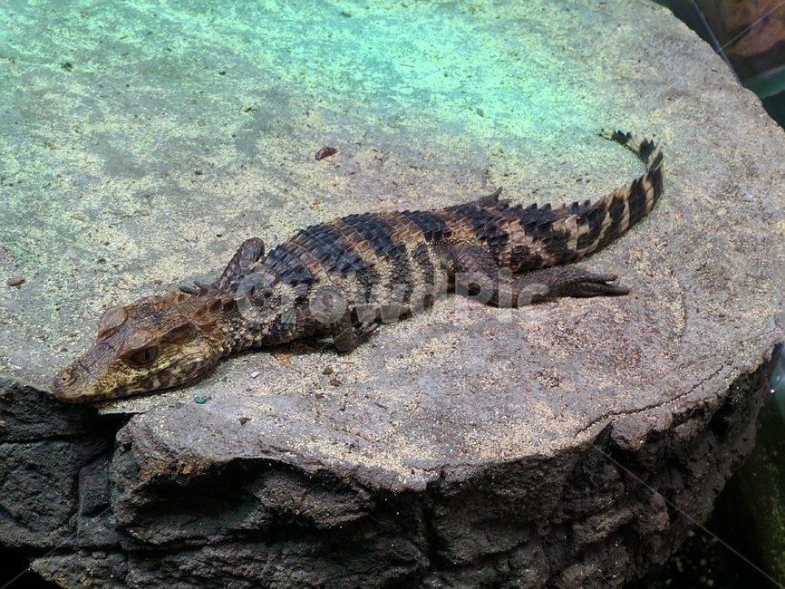 animal,동물,reptile,비열한,lizard,도마뱀,악어,아기악어,잠자는악어,동물,animal,파충류,양서류,reptile,amphibian