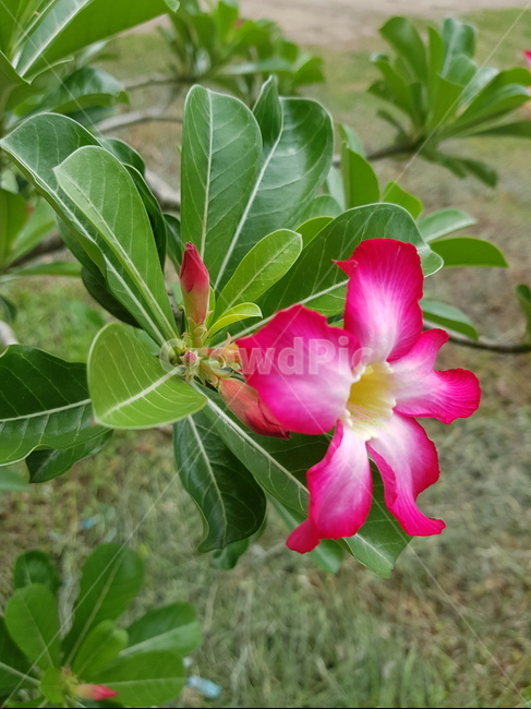 아데니움꽃,석화,사막장미,adeniumabesum,desertrose