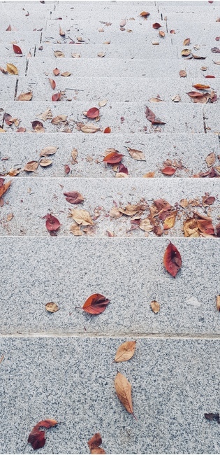 leaf,잎,ground,바닥,계단