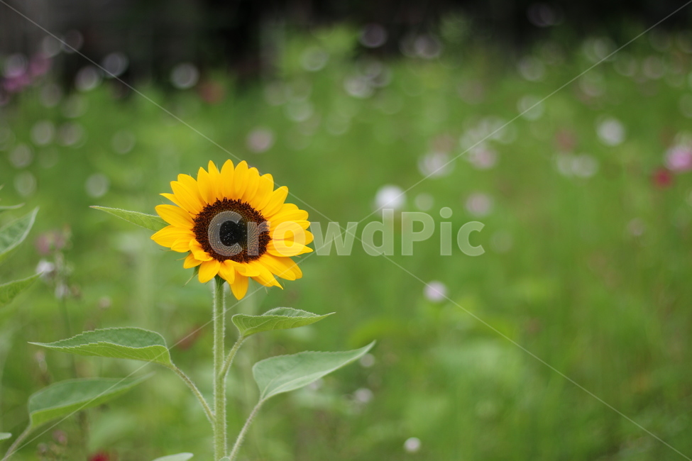 해바라기,꽃,자연,flower,sunflower,식물,자연,plants,nature,꽃,flower