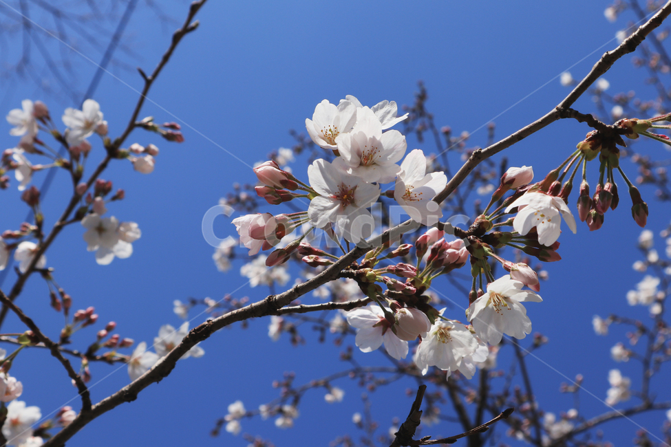 봄,벚꽃,꽃,spring,계절,시즌,season,자연,꽃봉우리,봄,계절,spring,season,plant,식물