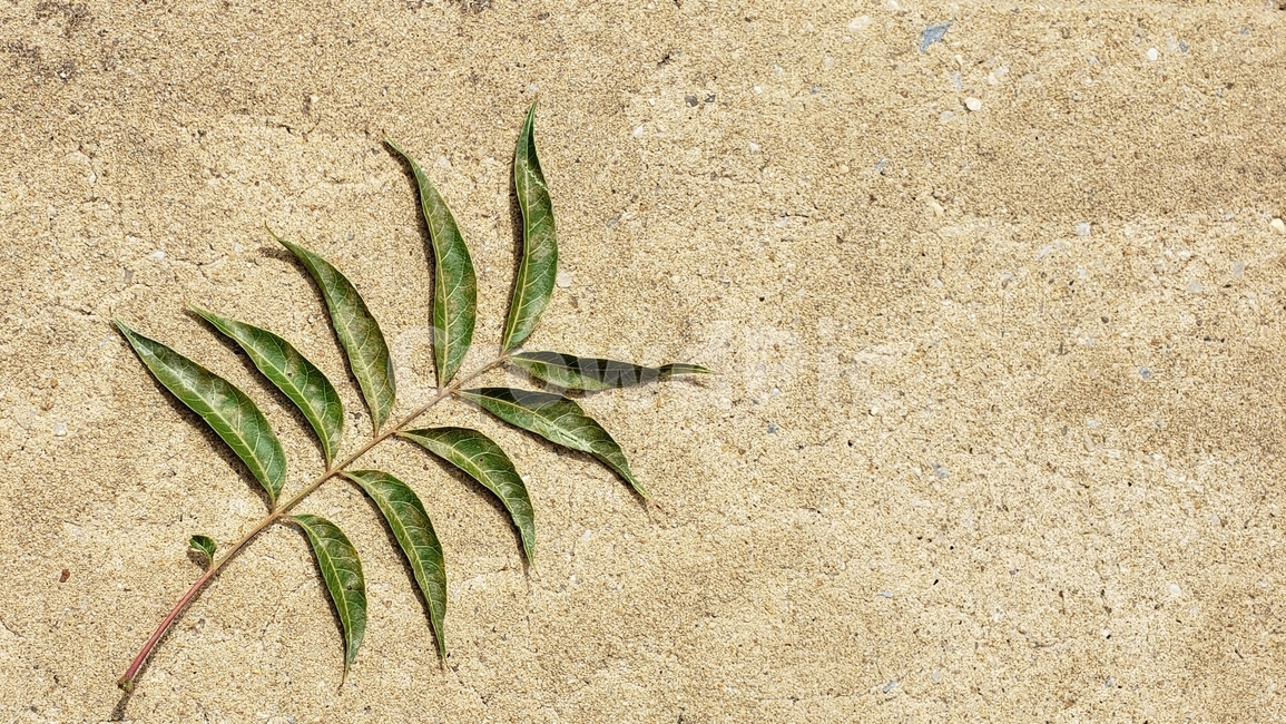 풀,나뭇잎,잎,잎사귀,초록색,계절,숲,여름,식물,자연,leaves,plants,초록,배경,백그라운드,background,green,그린,leaf,바탕,감성,식물,자연,plants,nature,연출,컨셉,콘셉,direction,concept