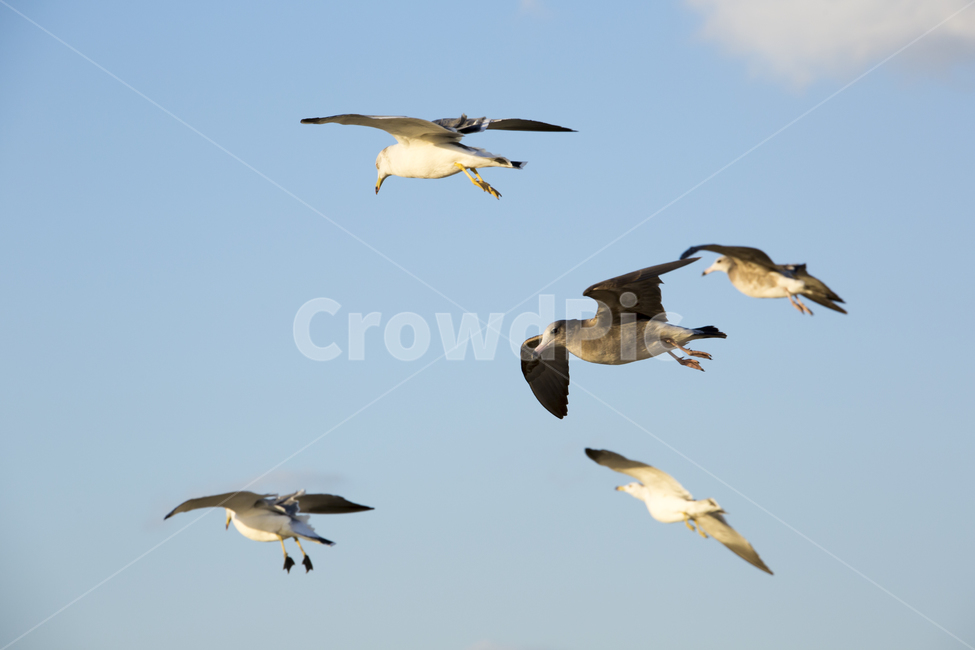 갈매기,새,하늘,날개,동물,동물,animal,조류,새,birds