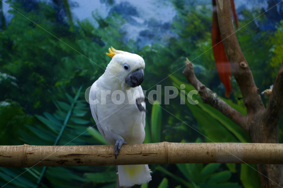 새,조류,앵무새,color,bird,동물,animal,조류,새,birds