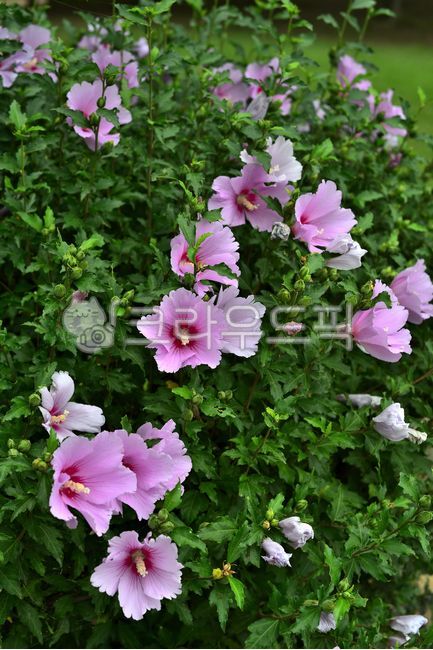 무궁화,무궁화꽃,우리꽃,꽃,나무꽃,flower,blossom,plant,식물,여름꽃,분홍색꽃,핑크색꽃,배경,바탕,백그라운드,야외,옥외,아욱과,낙엽관목,근화,나라꽃,국화