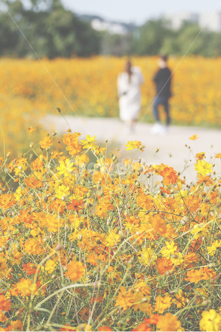 인천,계양꽃마루,코스모스,황화코스모스,가을,꽃,autumn,flower,풍경,landscape,가을,계절,fall,autumn,season,식물,자연,plants,nature,꽃,flower,field,들,grassland,목초지,outdoors,옥외