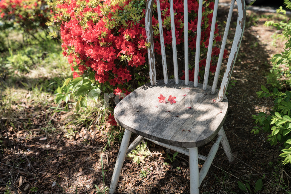 빨강,의자,햇살,공원,red,chiar,shine,덩그러니,감성사진,철쭉,식물,자연,plants,nature,꽃,flower,휴식,힐링,rest,relaxation,healing,사물,물건,오브젝트,thing,object,matter
