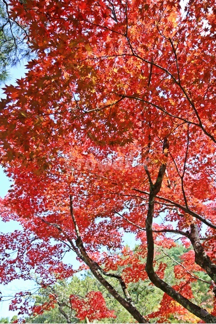 단풍,maple,mapletree,단풍나무,가을단풍,가을,계절,fall,autumn,season,식물,자연,plants,nature,나무,trees,wood,leaf,잎,plant,tree