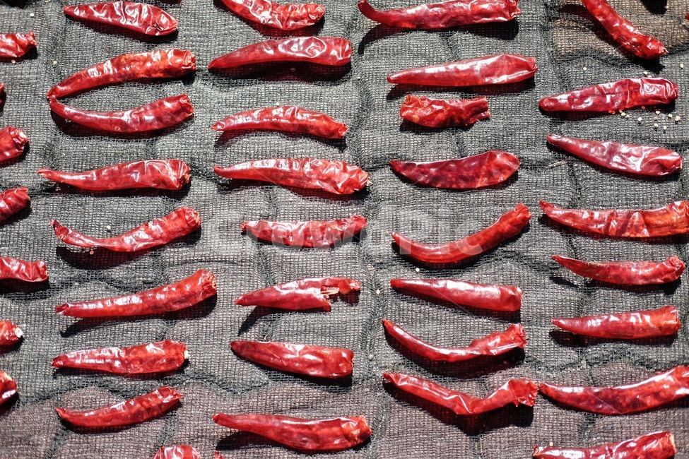 plant,고추,pepper,vegetable,야채,food,식물,음식,가을풍경,채소,야채,vegetables