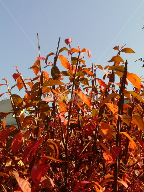 낙엽,단풍,leaf,나뭇잎,단풍나무,식물,자연,maple,나무,낙엽활엽관목,잎,붉은잎,가을,계절,fall,autumn,season,식물,자연,plants,nature,plant