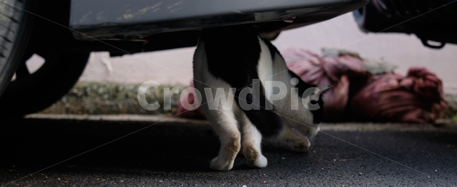 고양이,cat,자동차,자동차밑,와이드앵글,car,cinematic