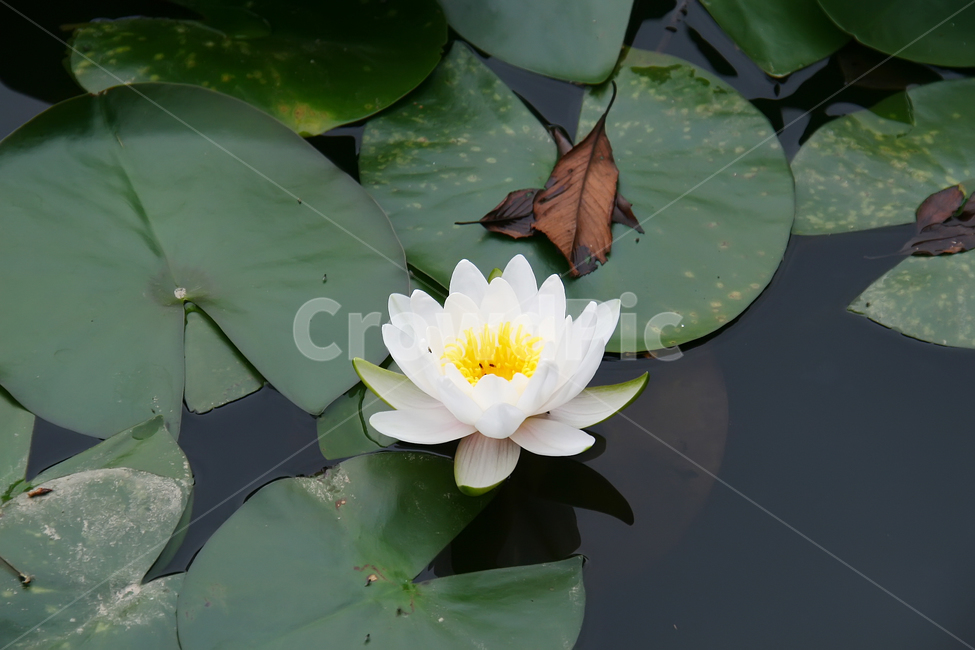 plant,식물,flower,꽃,연꽃