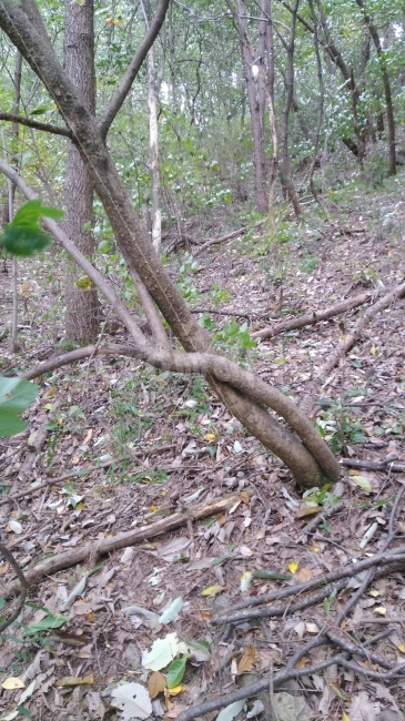 연리지,사랑,한몸,나무사랑,애정,포웅,식물,자연,plants,nature,나무,trees,wood