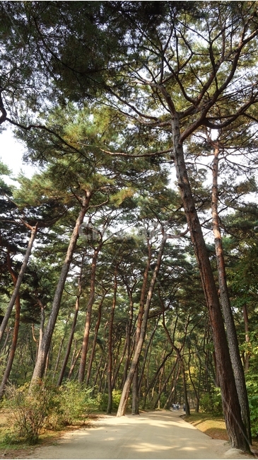 tree,나무,plant,식물,소나무,적송,소나무숲,pinetree