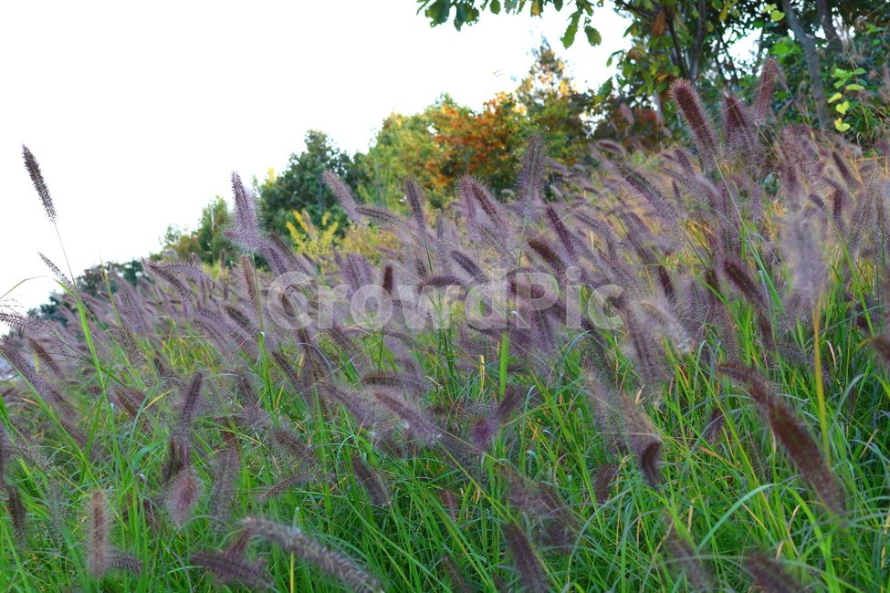 수크령,길갱이,랑미초,식물,벼과,벼과식물,자연,식물,자연,plants,nature