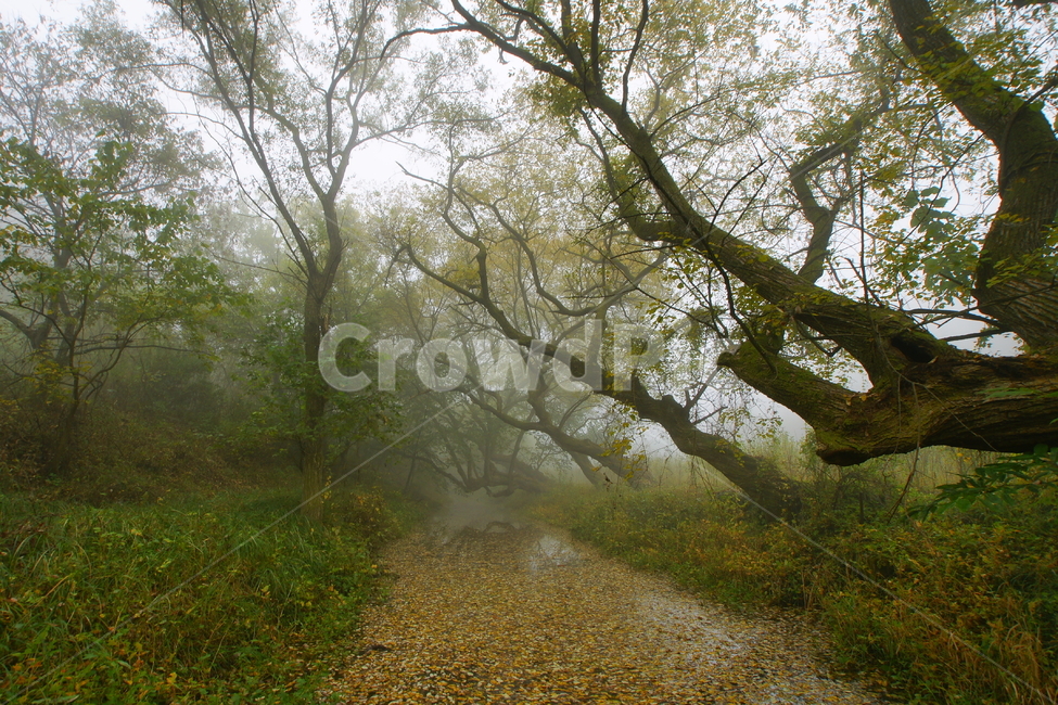 버드나무,안개,가을,나무,단풍,자연,풍경,nature,landscape,weather,날씨