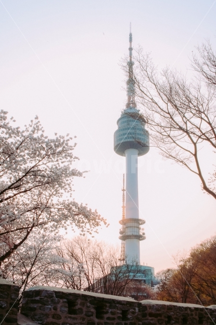 남산타워,벚꽃,봄,풍경,랜드마크,서울,도시,꽃,flower,seoultower,spring,landmark,seoul,korea,cherryblossom,봄,계절,spring,season,랜드마크,landmark,tourist attraction,architecture,건축물,tower,탑,building,건물