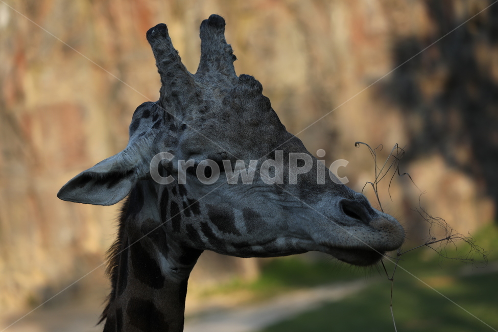기린,목,동물,대공원,포유동물,동물,animal,포유류,mammal