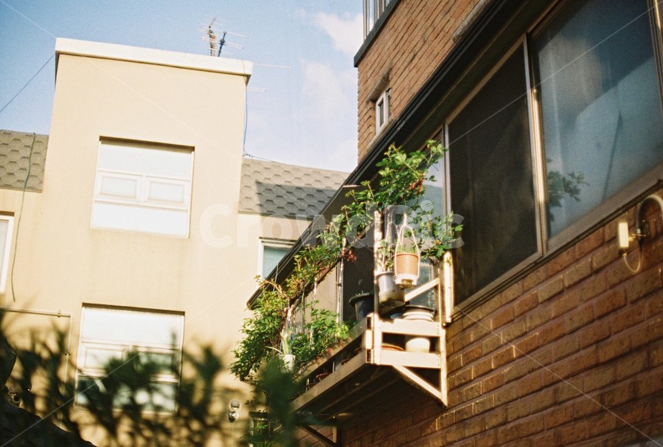 골목,다세대주택,화분,창문,필름,필름사진,house,window,film