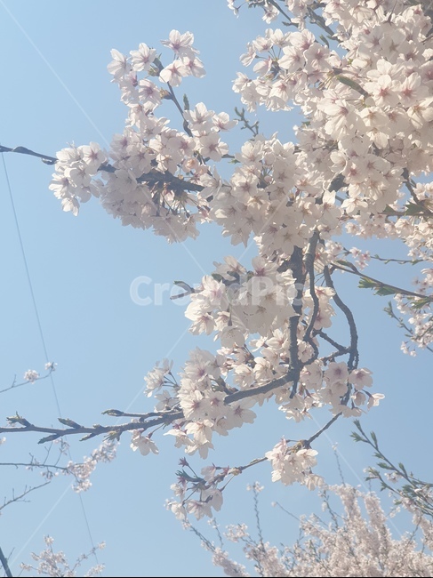 봄,벚꽃,벚꽃나무,자연,꽃,봄,계절,spring,season,식물,자연,plants,nature,꽃,flower,plant,blossom