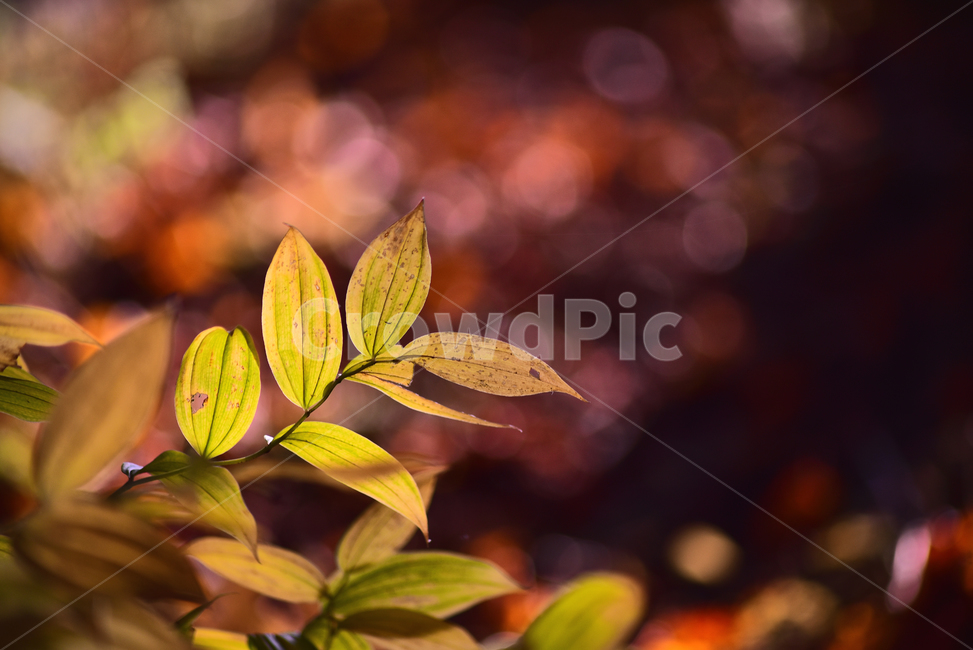 가을,가을배경,가을느낌,가을감성,야외,옥외,아웃도어,outdoor,fall,autumn,season,시즌,계절,한국토종,노랑색,leaf,잎,plant,식물,애기나리,역광,빛,투명한,햇살,느낌,필링,감성사진,feeling,sensibleeomtional,분위기,색감,식물,자연,plants,nature