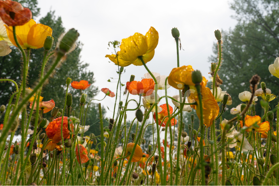 꽃,하늘,양귀비,꽃양귀비,나무,맑음,flowers,sky,cloud,구름,tree,식물,자연,plants,nature,꽃,flower