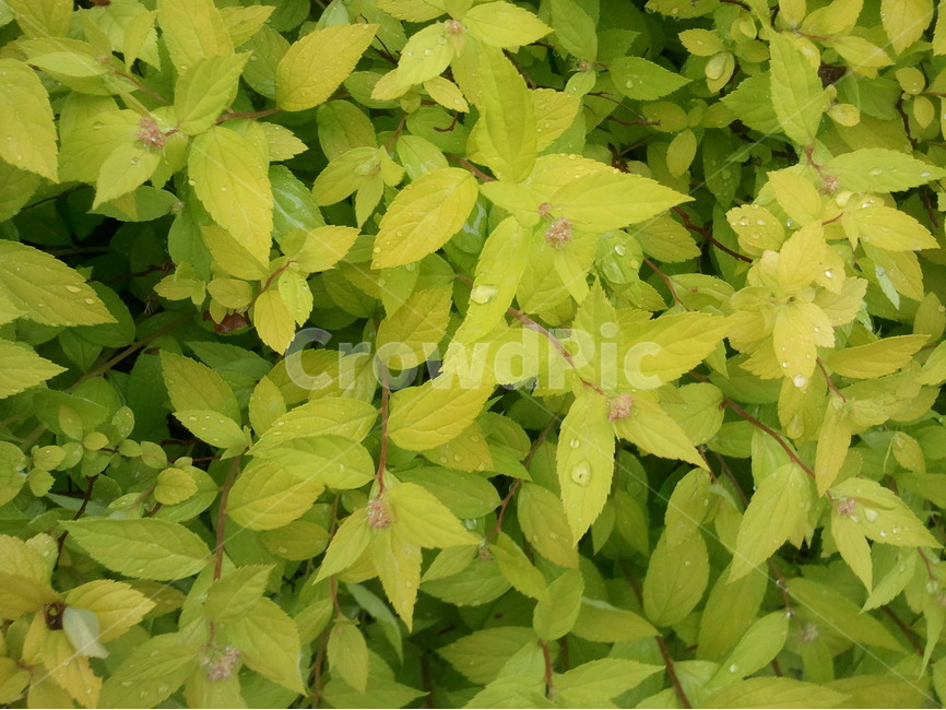 자연미,물방울,나뭇잎,초록잎,청정,식물,자연,plants,nature