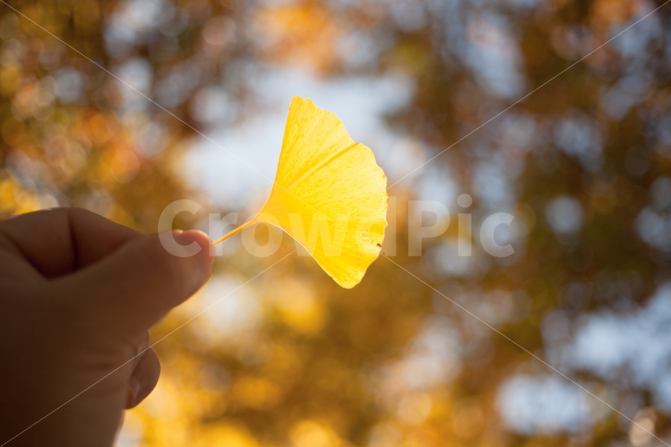 은행잎,단풍,감성,가을,낙엽,가을,계절,fall,autumn,season,식물,자연,plants,nature,사람,인물,인간,human,person,신체일부,몸,body,감성,sensible,feeling,petal,꽃잎,blossom,꽃,plant,flower