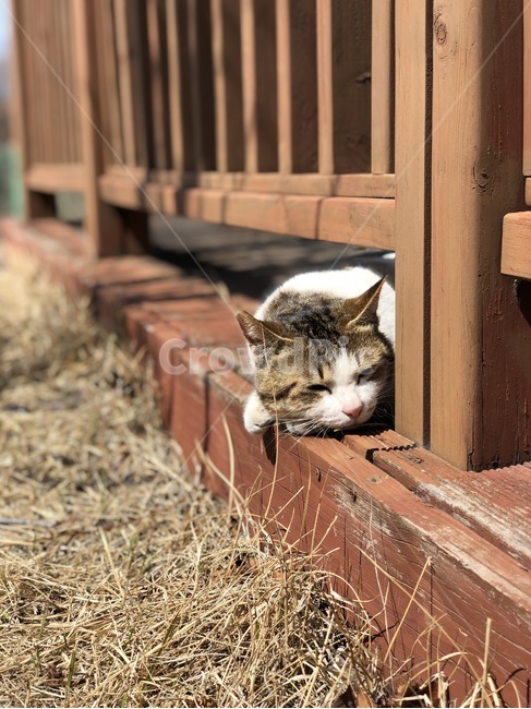 고양이,잠,동물,졸음,cat,동물,animal,포유류,mammal,고양이,cat,kitten,kitty