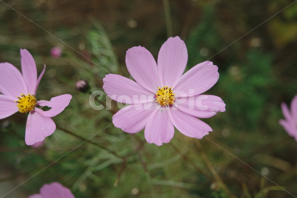 꽃,보라색꽃,가을꽃,예쁜꽃,코스모스
