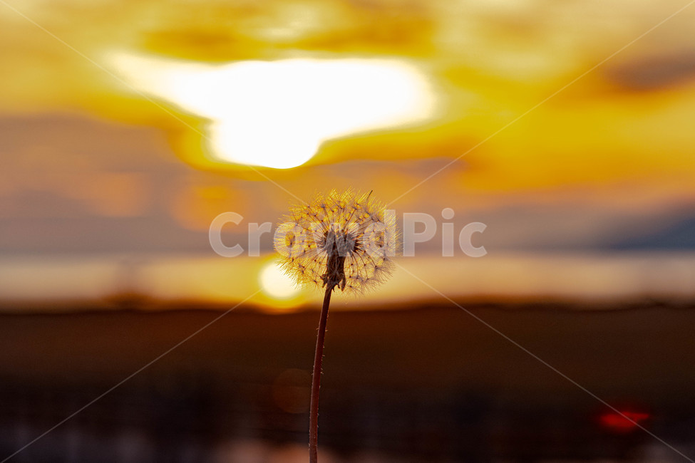 식물,flower,blossom,꽃,노을,sunset