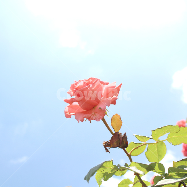 꽃,장미,감성사진,자연,풍경,풍경사진,flower,rose,여름,식물,자연,plants,nature,꽃,flower,색깔,색상,색채,색감,color sense,color sensitivity,feeling of color