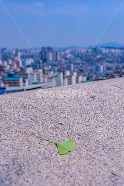 은행잎,성벽,낙산공원,성,나뭇잎