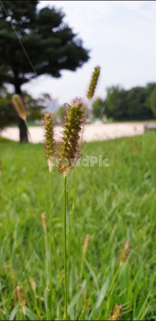 자연,풀,배경화면,아름다움,초록,계절,맑음,식물,자연,plants,nature