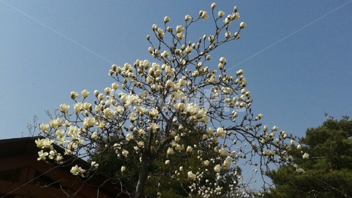 목련,봄,꽃,흰꽃,flower