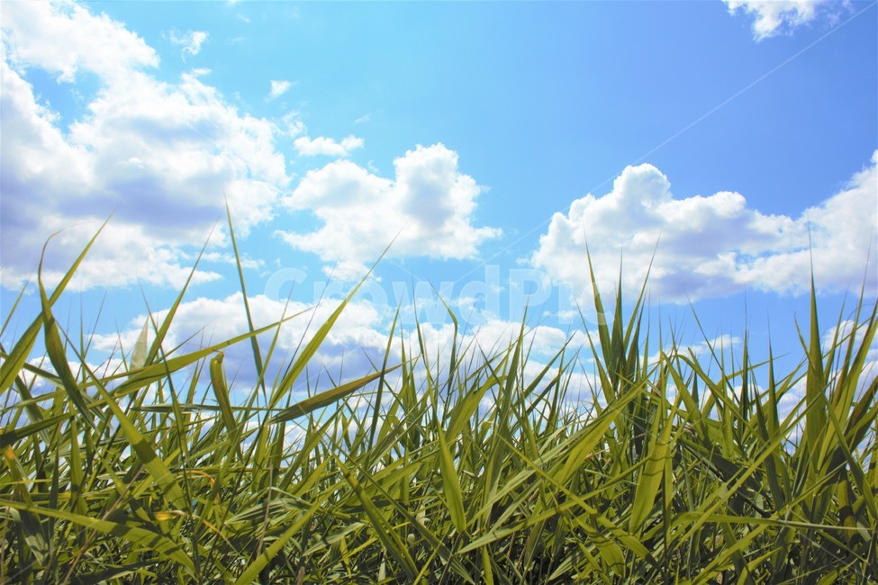 하늘,구름,풀,여름,자연,여름날씨,grass,녹색,파랑,흰색,colorful,blue,white,cloud,cloudy,sunny,배경,background,풍경,nature,landscape,시골,rural,색깔,색상,color