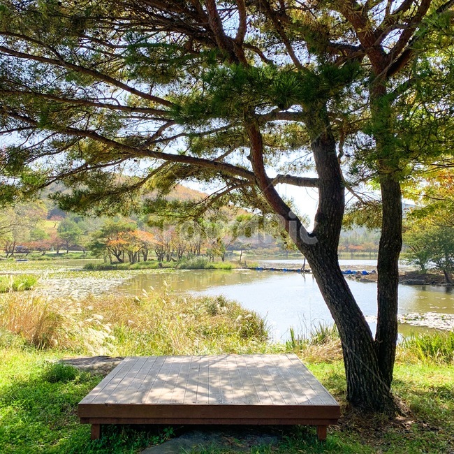 나무,저수지,풍경,경치,자연,벤치