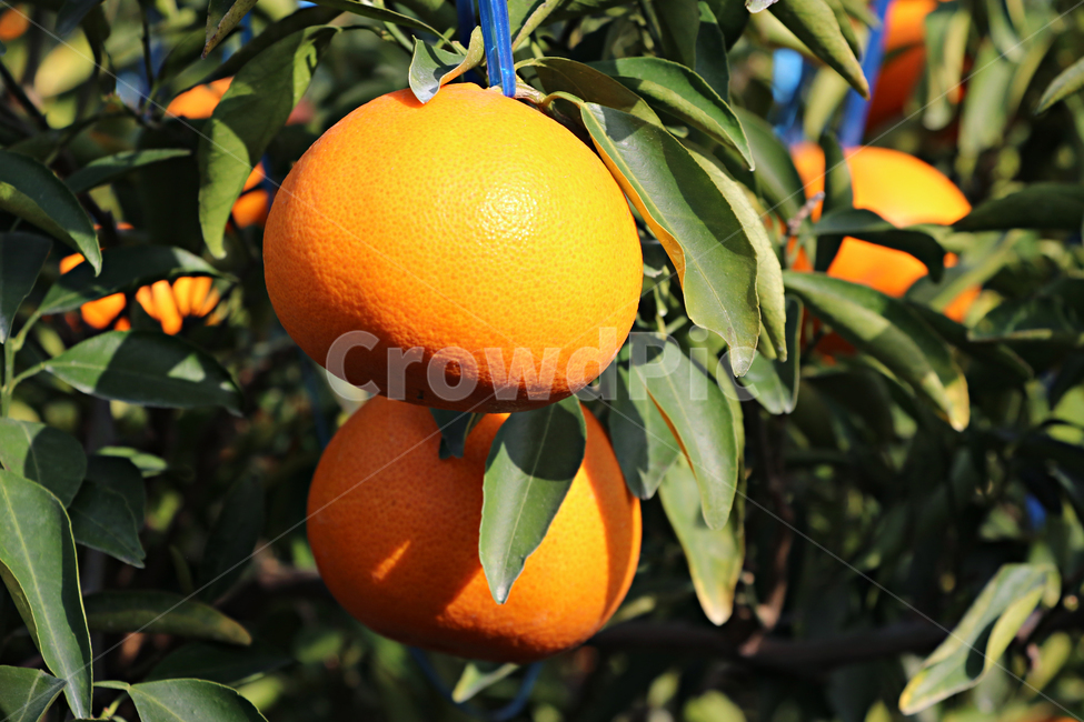 citrus fruits,Jeju Cheonhyehyang,fruit,produce,Orange,food,citrusfruit,orange,Cheonhyehyang,plant,grapefruit,Jeju tangerines