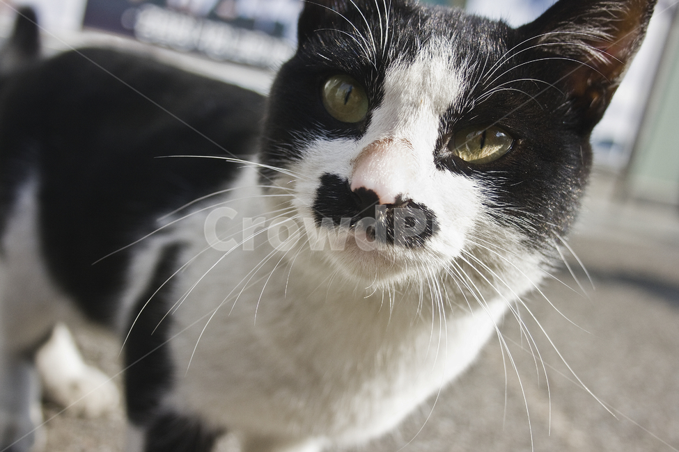 pet,애완동물,animal,동물,고양이,포유류,cat,길냥이,동물,animal,포유류,mammal,고양이,cat,kitten,kitty