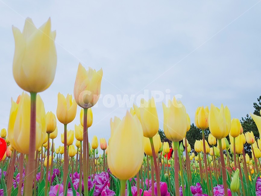 튤립,노란튤립,튤립축제,꽃축제,봄,노란꽃